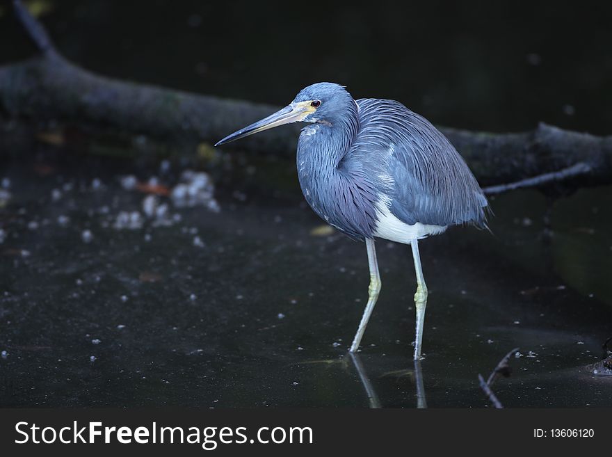 A Tricolored Heron at Ding Darling, Florida.