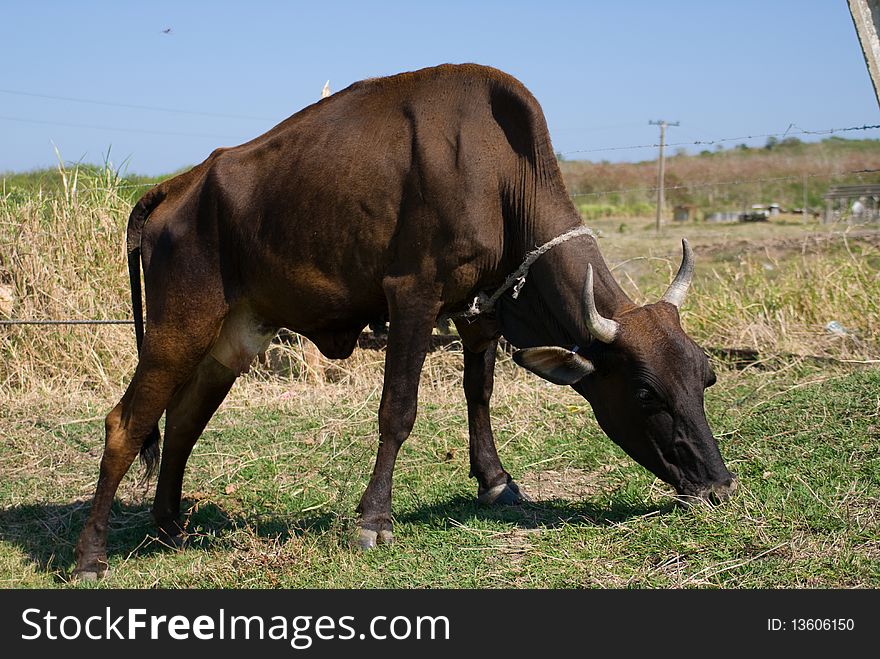 Black bull cow in a farm (III)