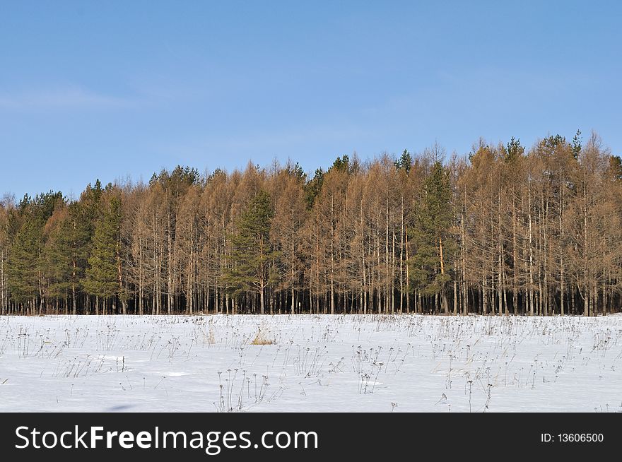 View of bare larch trees in sunny winter forest. View of bare larch trees in sunny winter forest