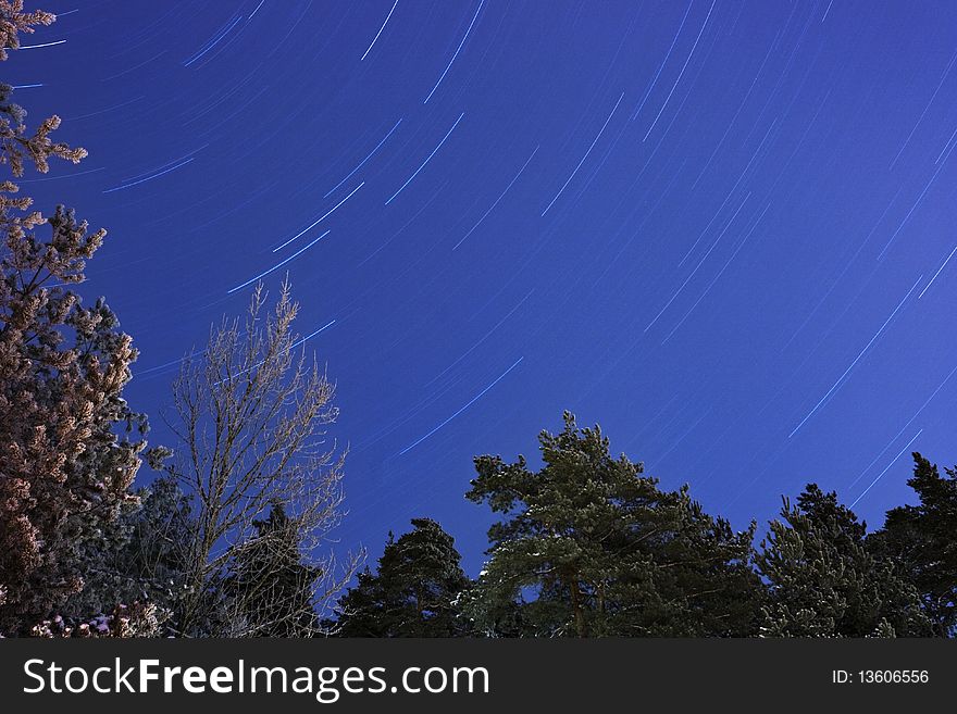 Star Trails Over A Forest