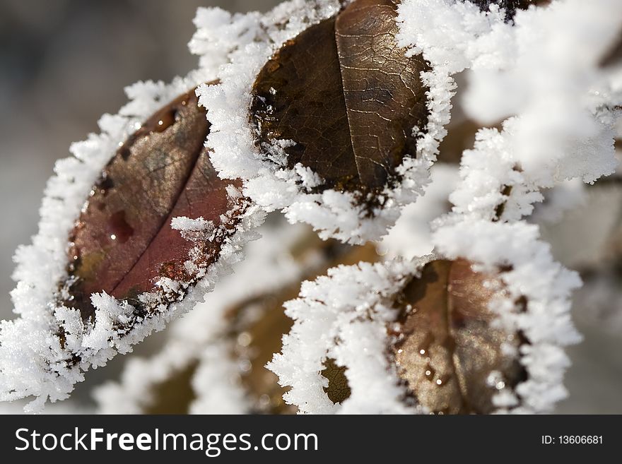 Pictorial of Frozen Hip-berry Leaves