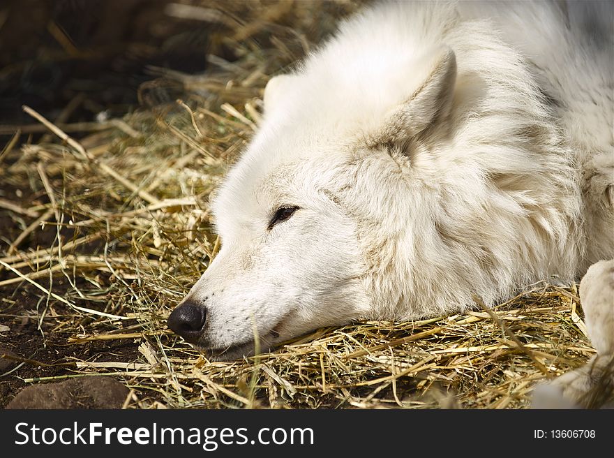 A beautiful wolf basking in the afternoon sun. A beautiful wolf basking in the afternoon sun.