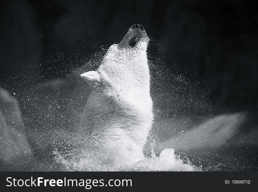 A polar bear splashing up from underwater. A polar bear splashing up from underwater.