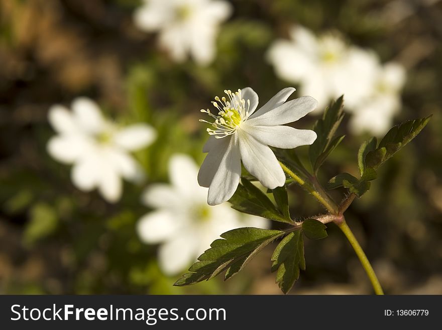 Anemone, the first spring flower appearing on Kamchatka. Anemone, the first spring flower appearing on Kamchatka.