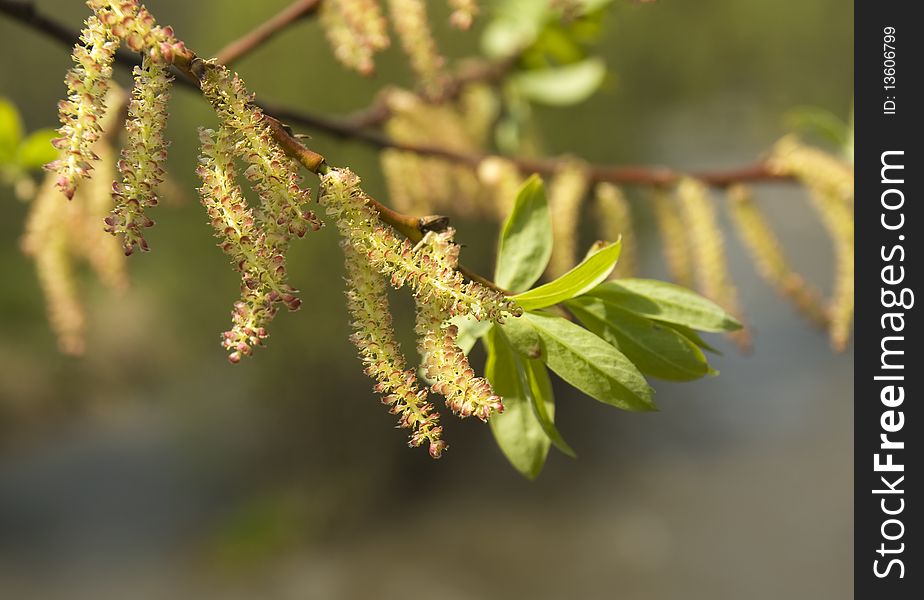 Flowers of a willow, on a background of a spring wood. Flowers of a willow, on a background of a spring wood.
