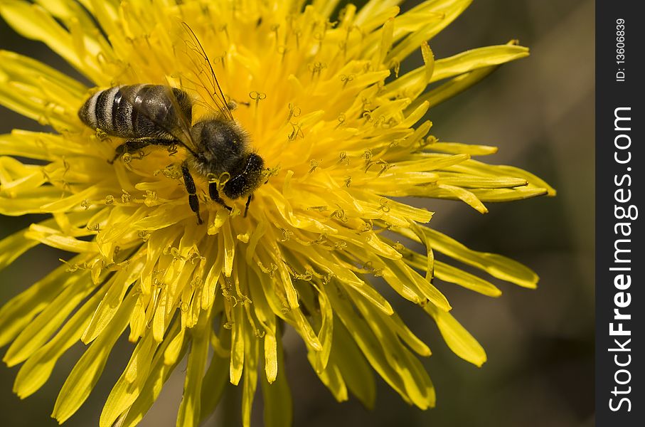 The bee collecting nectar on a flower of a dandelion. The bee collecting nectar on a flower of a dandelion.