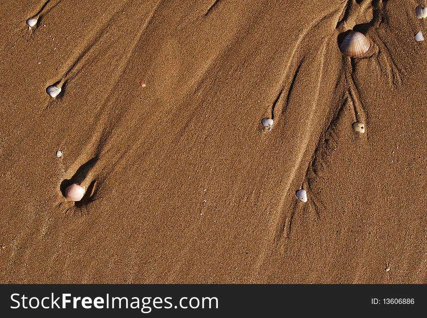 Shell in the sand of the sea