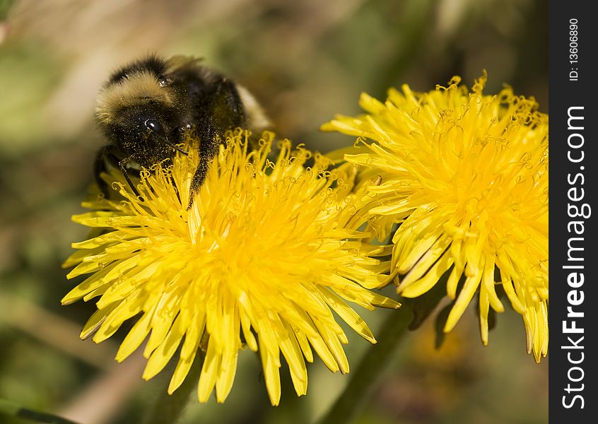 The bumblebee collecting nectar. Russia, Kamchatka. The bumblebee collecting nectar. Russia, Kamchatka