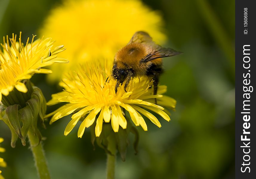 The bumblebee collecting nectar. Russia, Kamchatka. The bumblebee collecting nectar. Russia, Kamchatka.