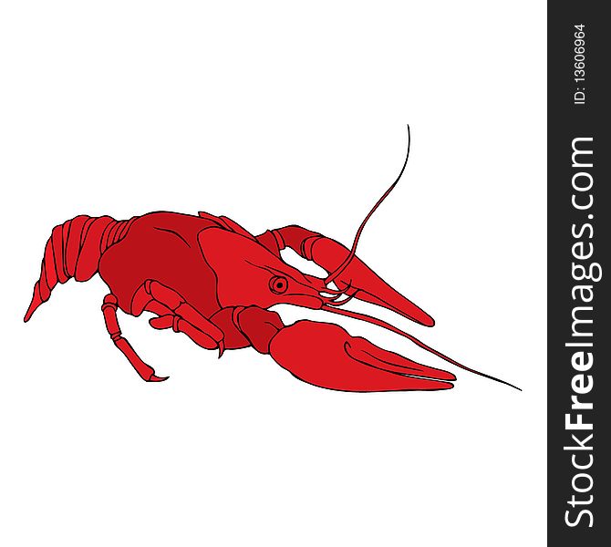 Red realistic lobster. Vector illustration. Red realistic lobster. Vector illustration