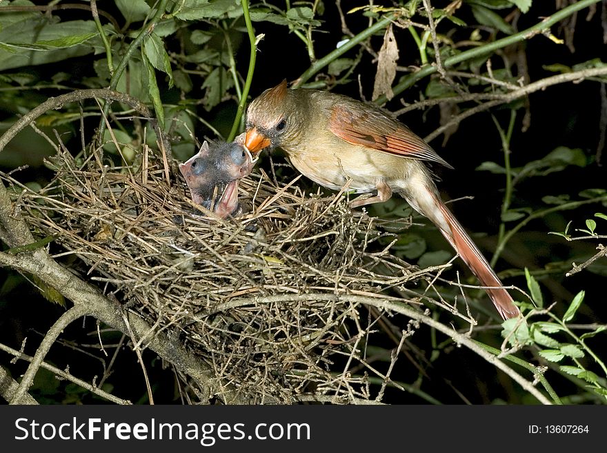 Female northern cardinal (Cardinalis cardinalis) feeding nestlings at the nest. Female northern cardinal (Cardinalis cardinalis) feeding nestlings at the nest.