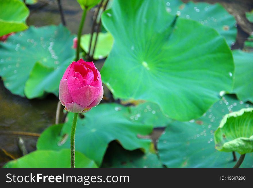 A wonderful big red lily seems more outstanding by its wonderful color from its background.The magnificent color make it more appearence. A wonderful big red lily seems more outstanding by its wonderful color from its background.The magnificent color make it more appearence