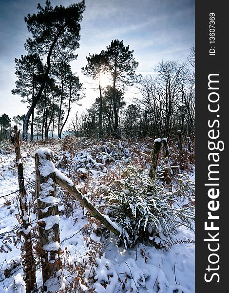 A snow covered forest, Dordogne, France.