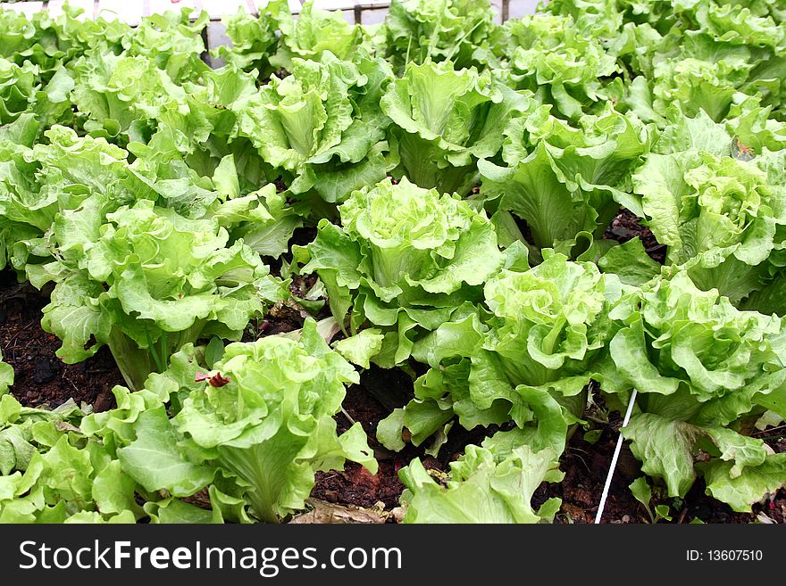 A new cabbage field in perspective. A new cabbage field in perspective.