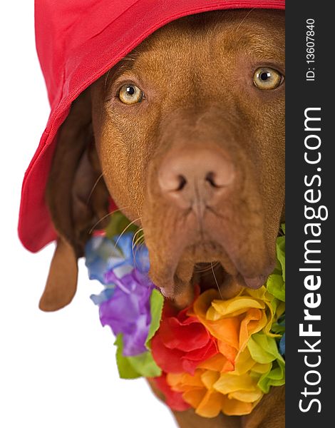 Dog portrait wearing a red hat isolated on white background. Dog portrait wearing a red hat isolated on white background