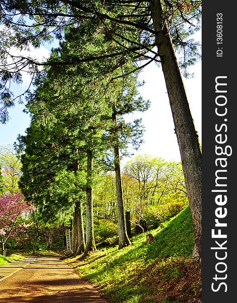 Colorful Park with many of trees. Colorful Park with many of trees