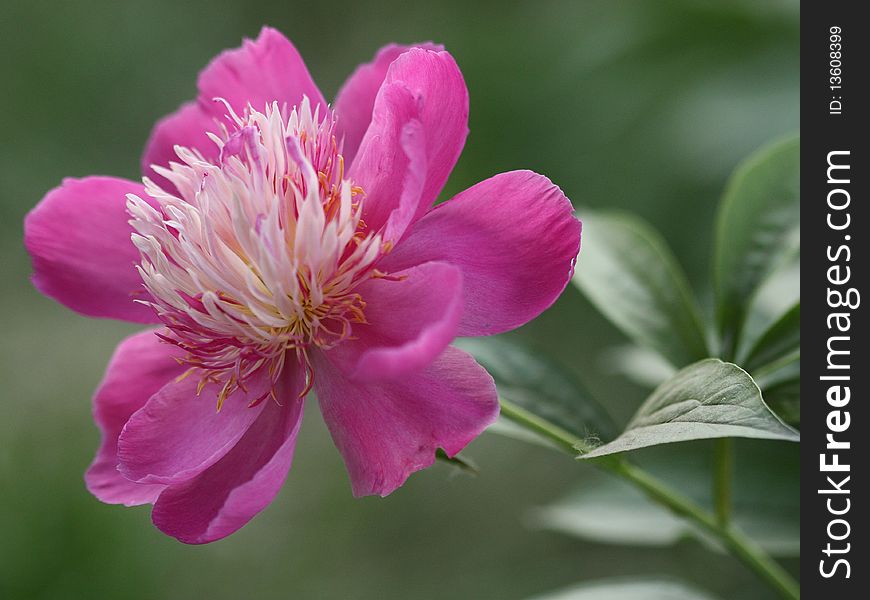 A blooming flower of peony
