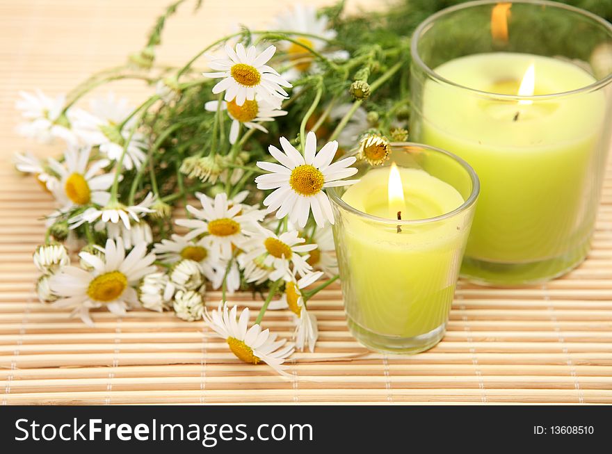 Flowers of a camomile and green candle. Flowers of a camomile and green candle