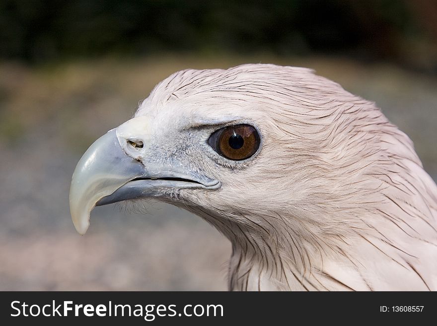 Profile of a bald eagle