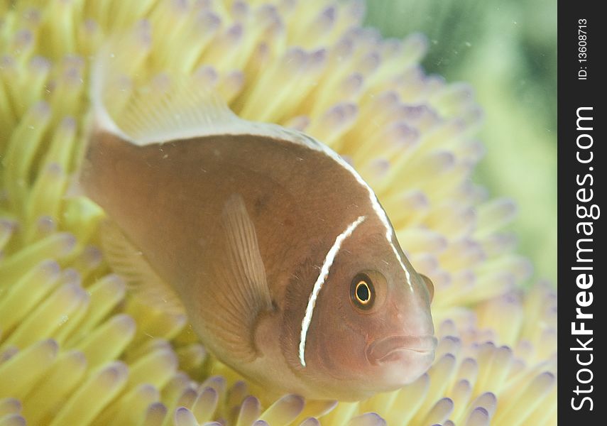 Pink Anemone Fish,(Amphiprion Perideraion)