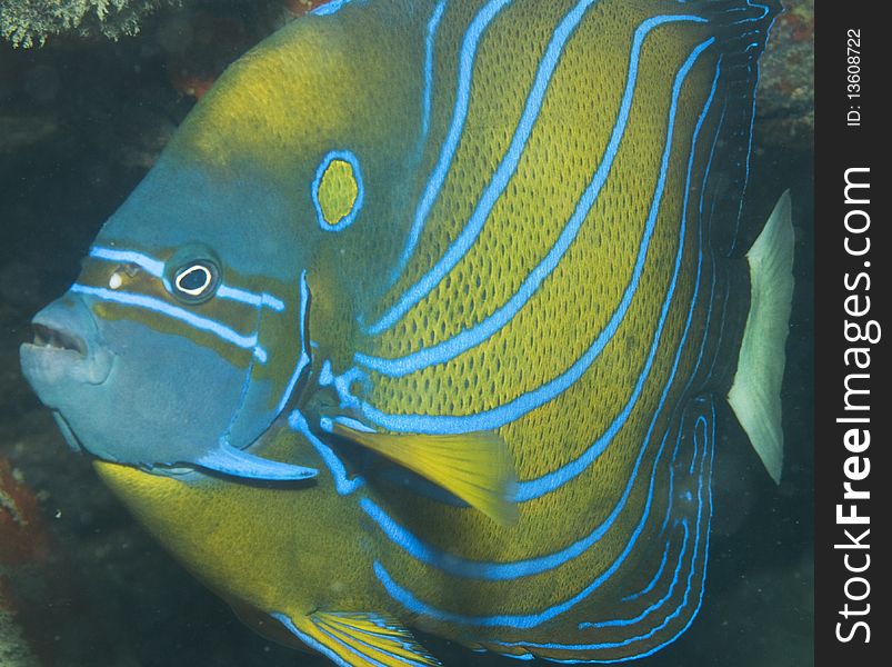 Blue Ringed Angel Fish