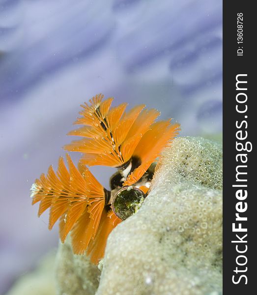 Spirobranchus giganteus,Christmas tree worms