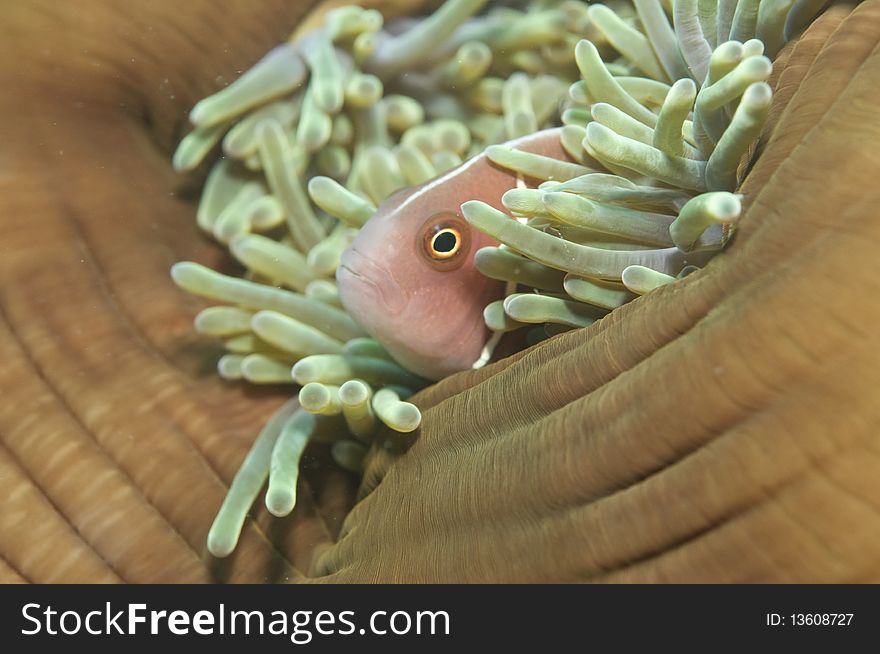 Pink anemone fish,(Amphiprion perideraion) in anemone. Pink anemone fish,(Amphiprion perideraion) in anemone