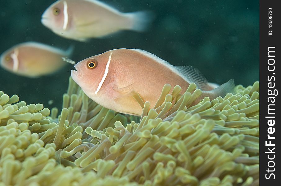 Pink anemone fish,(Amphiprion perideraion) swimming together
