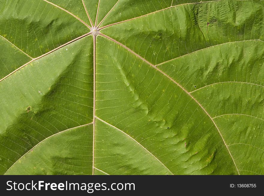 Vivid green leaf texture background