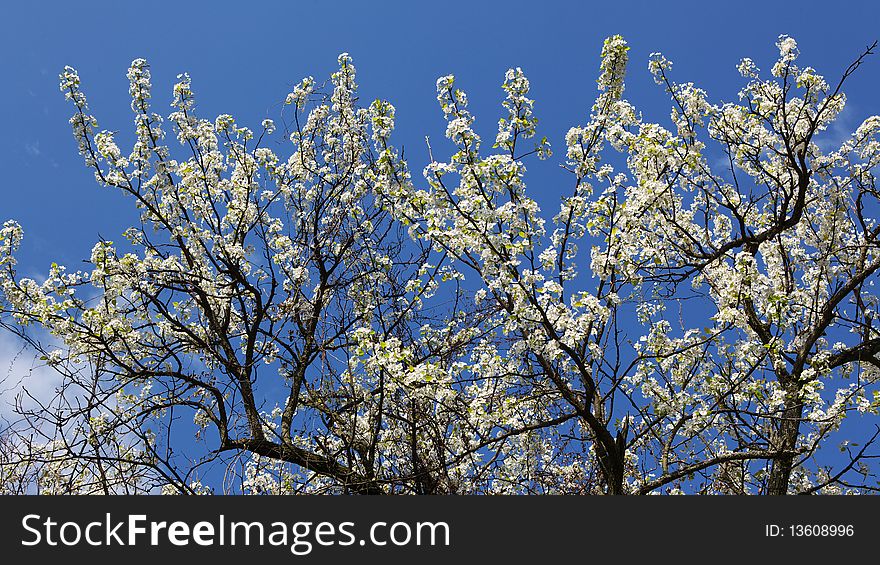 The pear tree bloom in the spring. The pear tree bloom in the spring