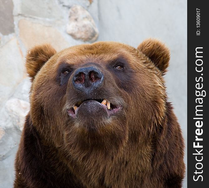 Portrait of a brown bear .