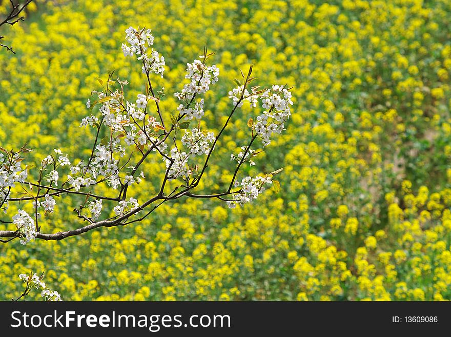 This is a field full of flowers, very beautiful