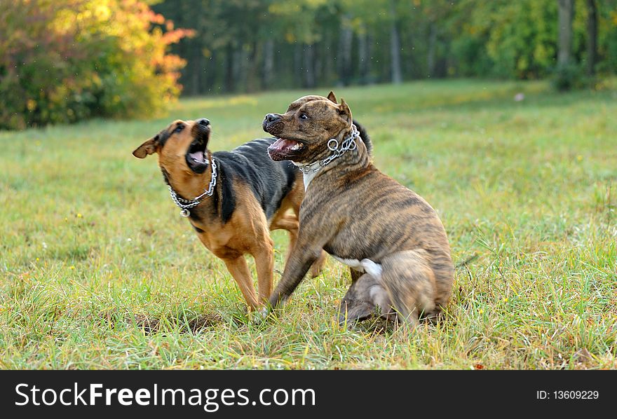 Dogs playing in the grass