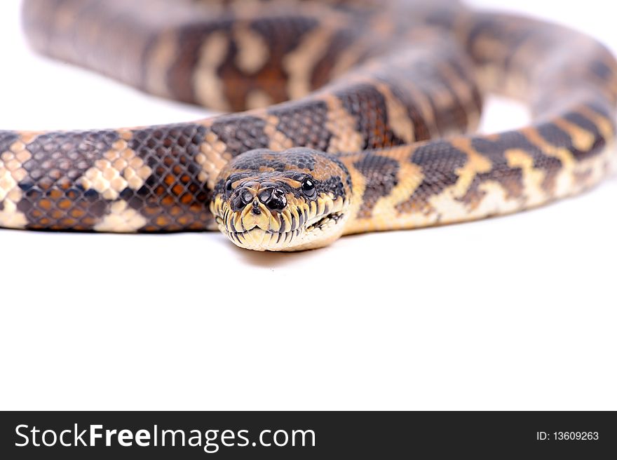 Boa constrictor on the white background. Boa constrictor on the white background