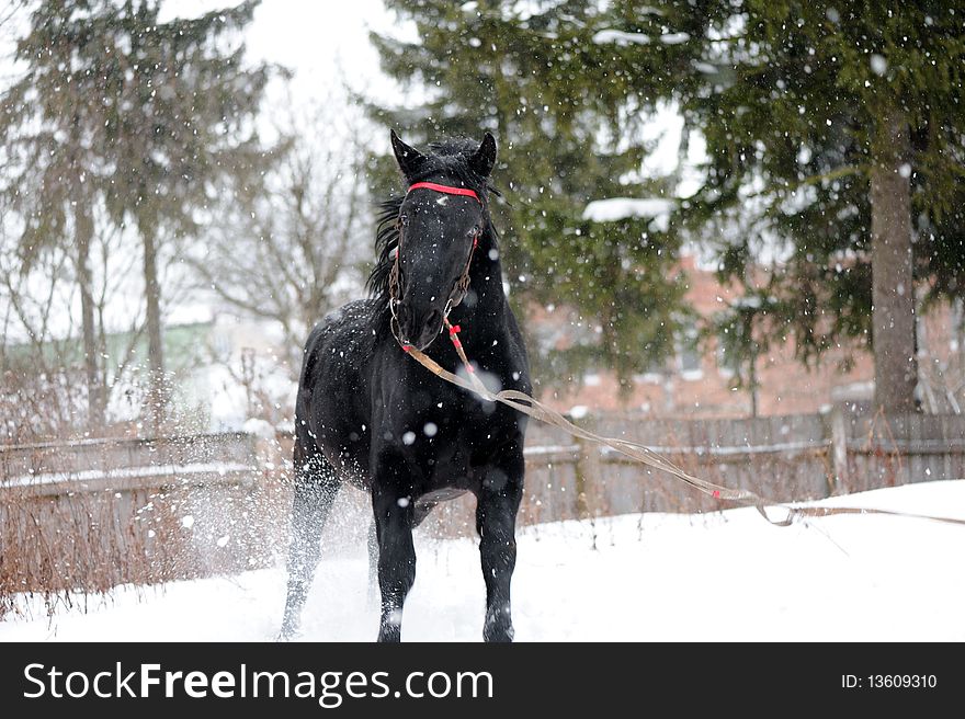 Black horse in the snow