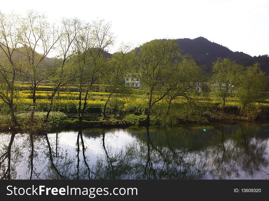 River green willow leaves in the spring. River green willow leaves in the spring