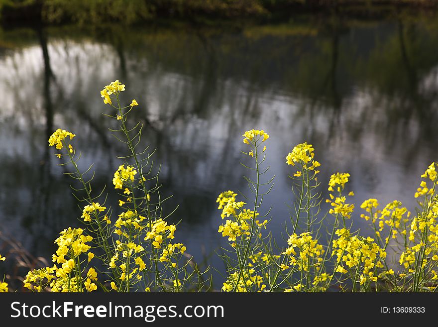 There are a lot of cole flowers near the river