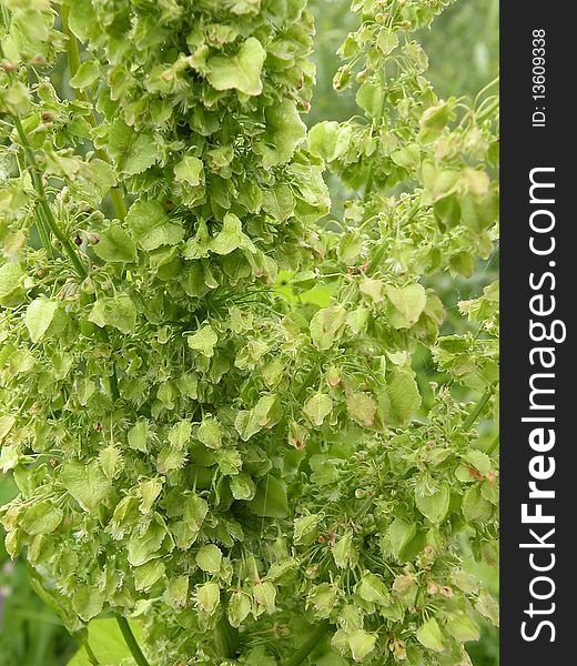 Green sorrel at the field suitable as background