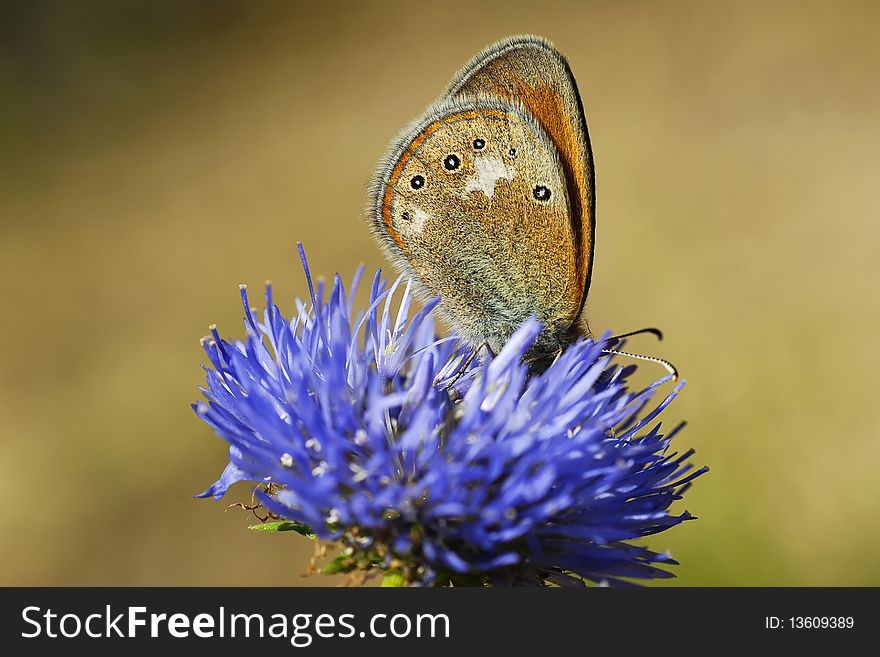 Butterfly drinking the nectar