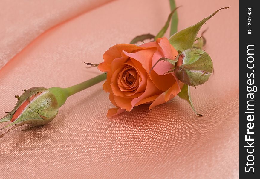 Red rose on pink silk