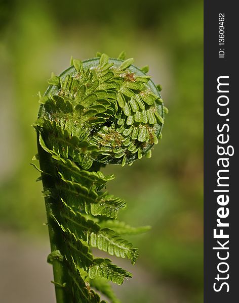 Growing fern in spring on the sun