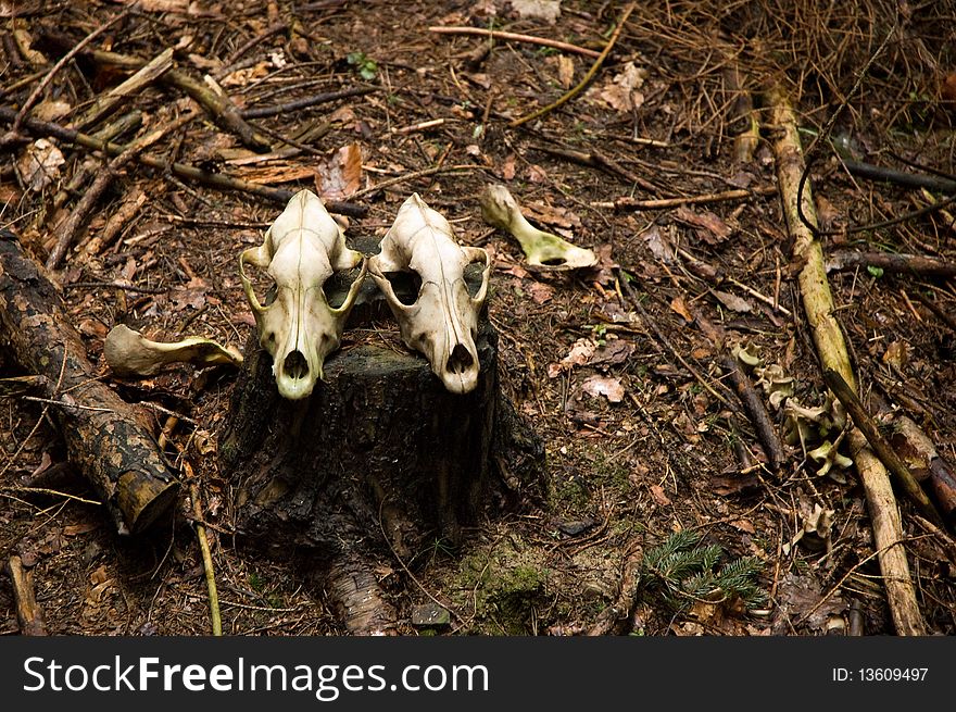 Two deer skulls on the stump