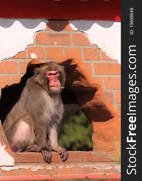 Japanese macaque monkey sitting in a hole in a wall with a stick in his mouth.
