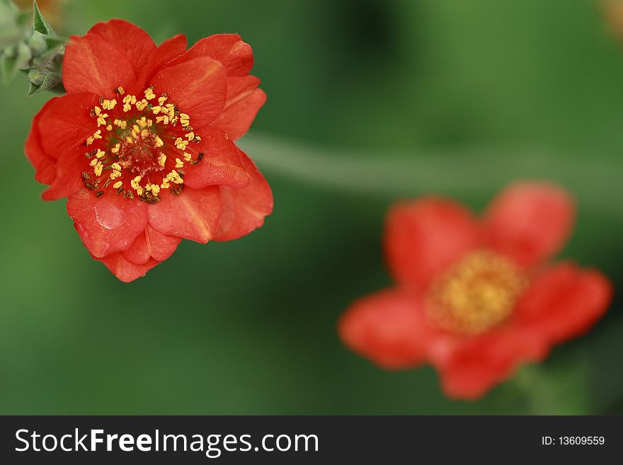 Two red flowers with the green background