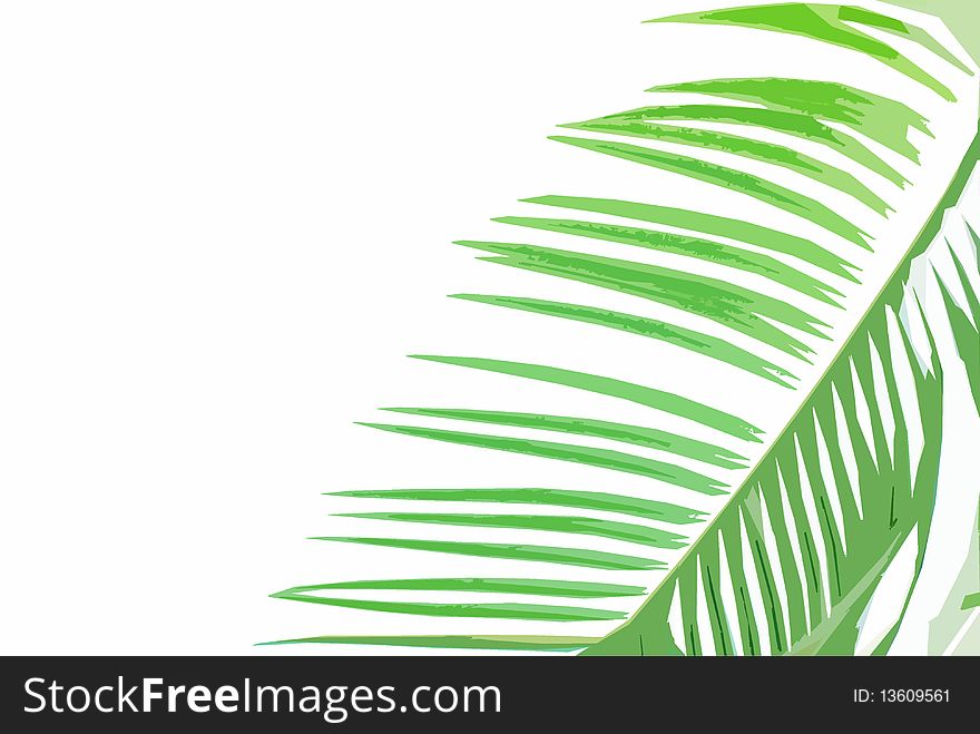 Cycad painted leaf on white background. Cycad painted leaf on white background