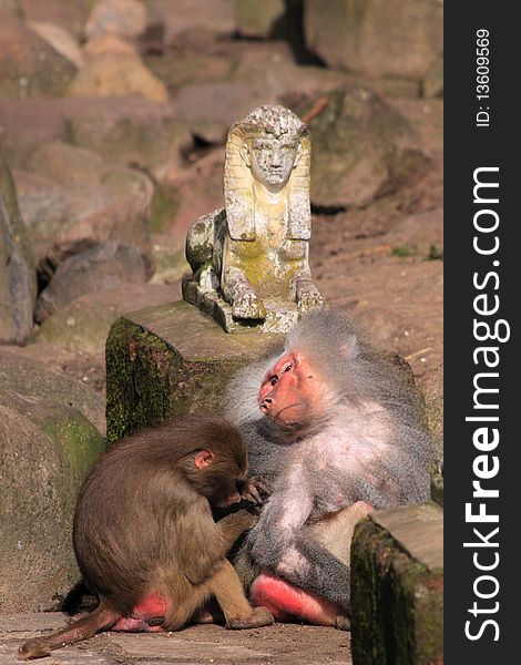 Two japanese macaque grooming each other next to a stone statue.