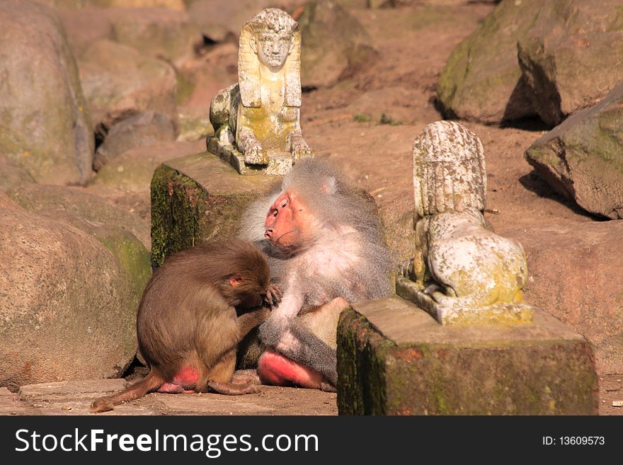 Two japanese macaque grooming each other next to a stone statue.