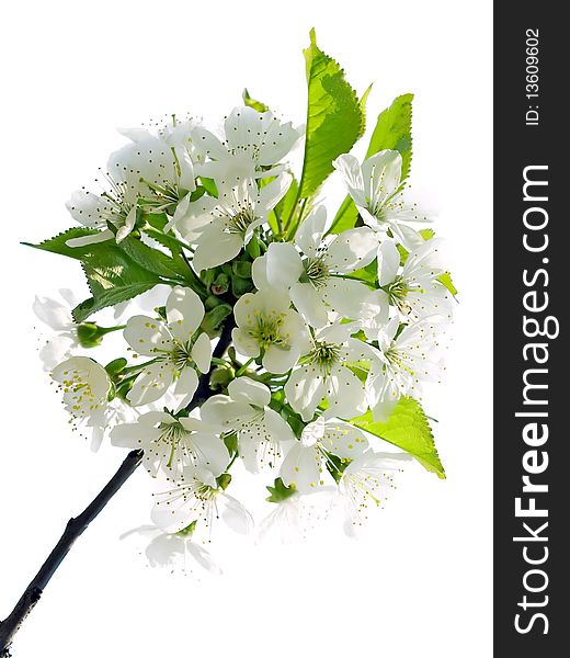 Flowers of cherry isolated on white background. Flowers of cherry isolated on white background.