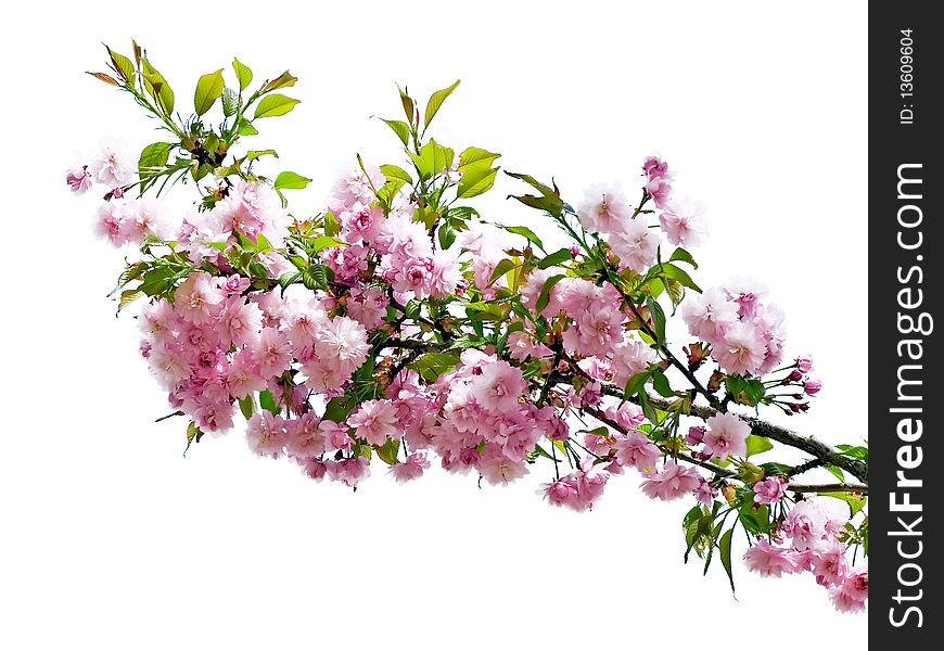 Pink flowers of on white background. Pink flowers of on white background.
