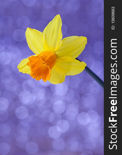 Yellow daffodil flower over purple blurred background. Yellow daffodil flower over purple blurred background